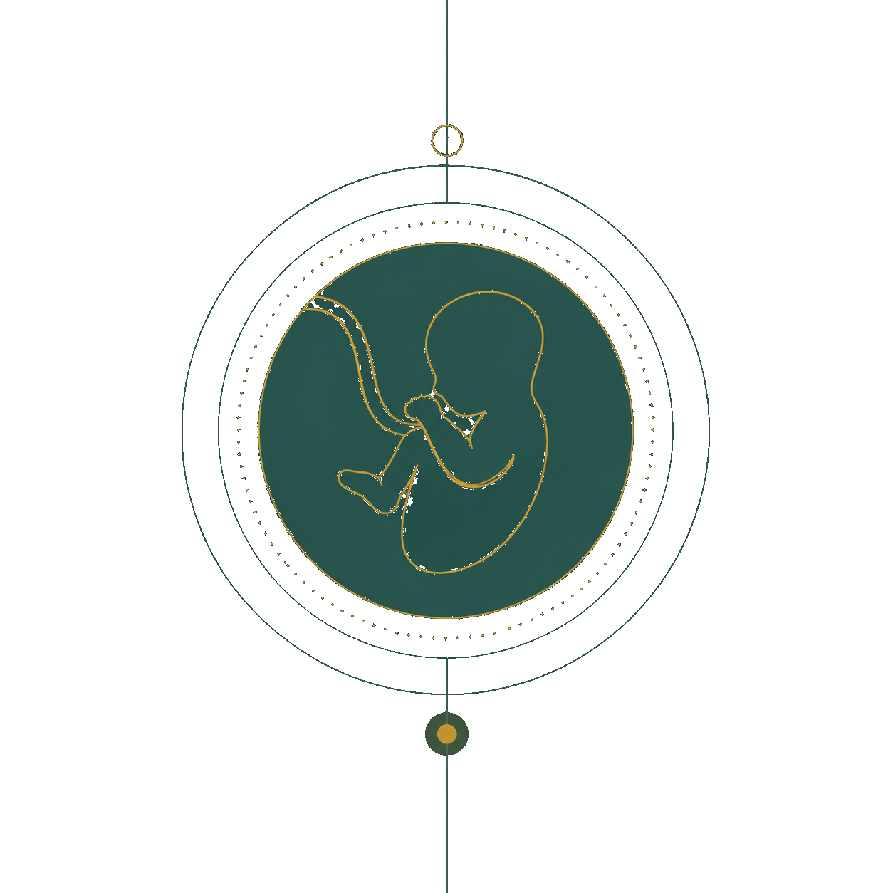 Developing fetus illustration